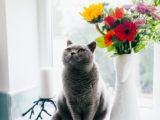 Kwiaty cięte bezpieczne dla kota