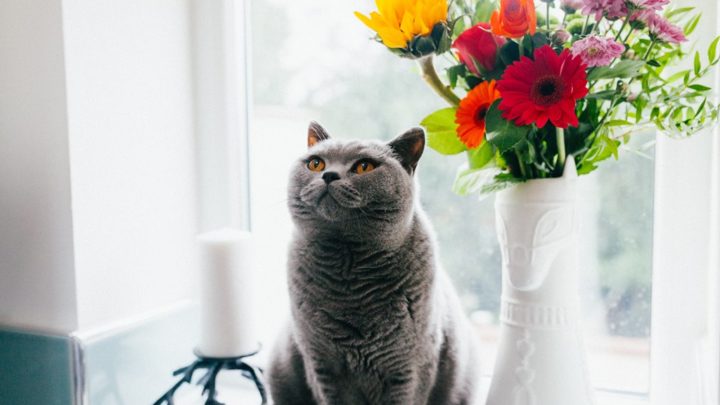 Kwiaty cięte bezpieczne dla kota
