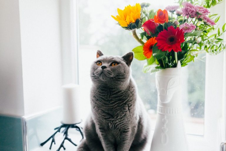 kwiaty cięte bezpieczne dla kota