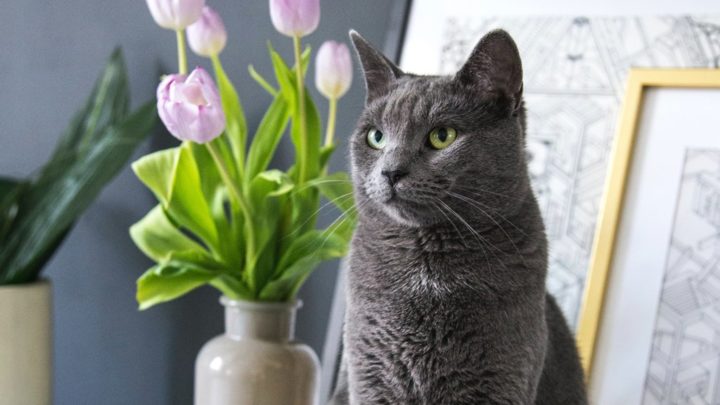 Kwiaty cięte trujące dla kota