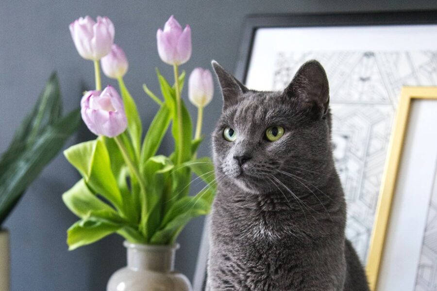 kwiaty trujące dla kota