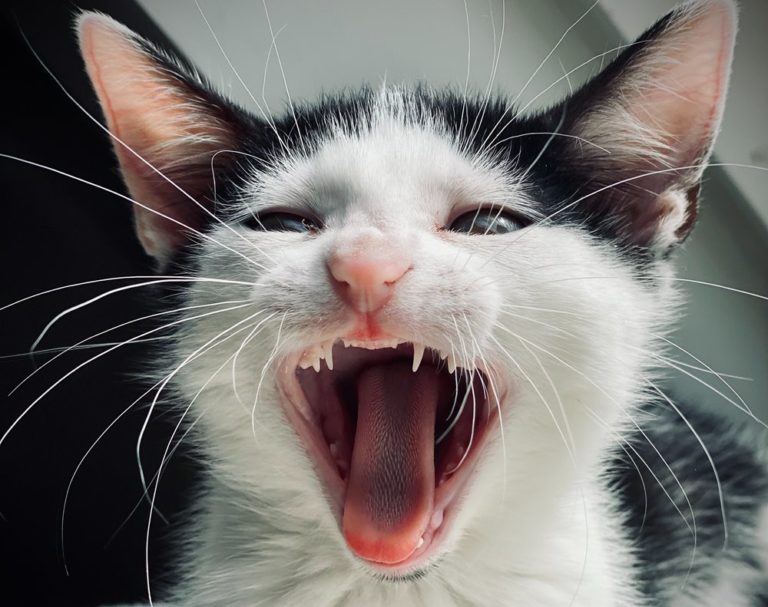 czy koty mają zęby mleczne