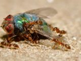 co jedzą mrówki