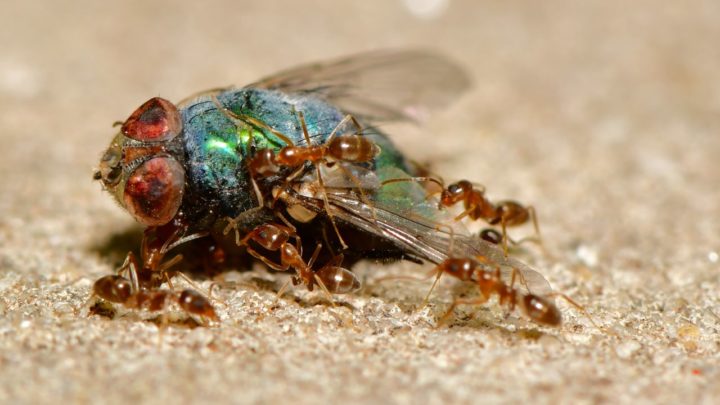 Co jedzą mrówki?