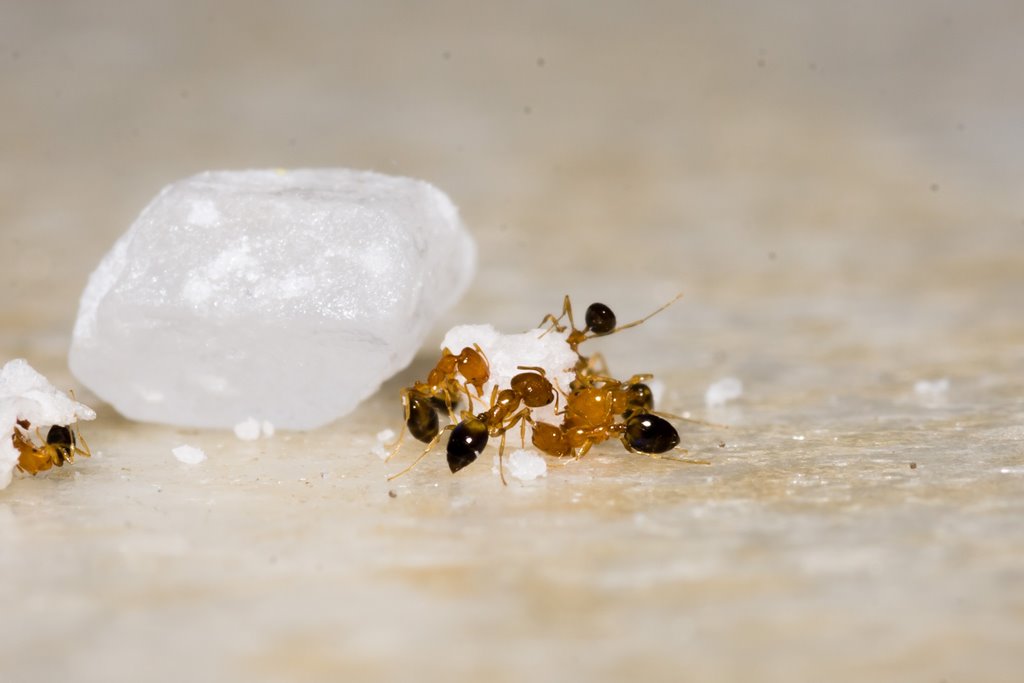 domowy sposób na mrówki