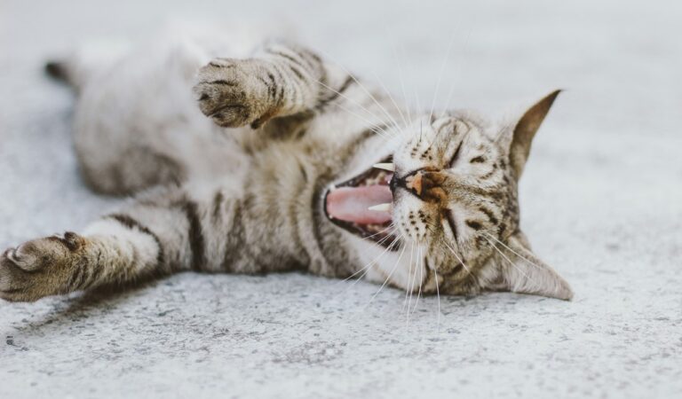 jak dbać o zęby kota