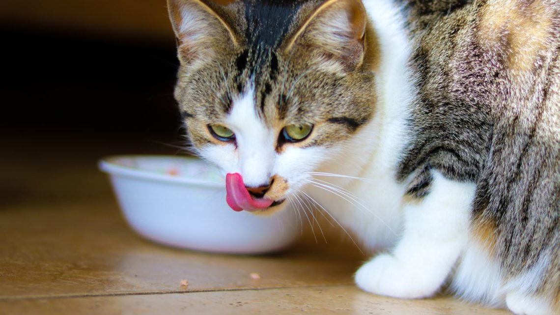 Jak przechowywać mokrą karmę dla kotów i psów?
