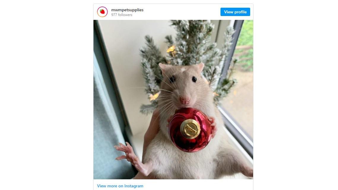 Świąteczne szczurki z Instagrama