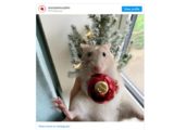 świąteczne szczurki z instagrama