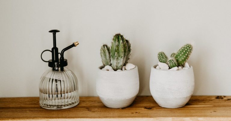 jak często podlewać kaktusy