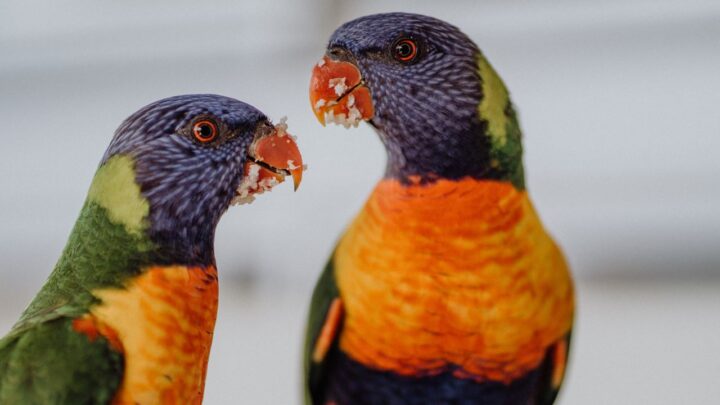 Czy papugi mogą jeść chleb?