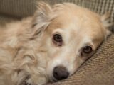 Zacieki pod oczami u psa – czy są powodem do zmartwień?