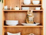 Czy cebula jest trująca dla kotów?