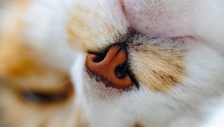 czarna wydzielina z nosa u kota