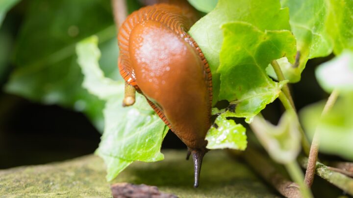Najlepsze naturalne sposoby na ślimaki w ogrodzie