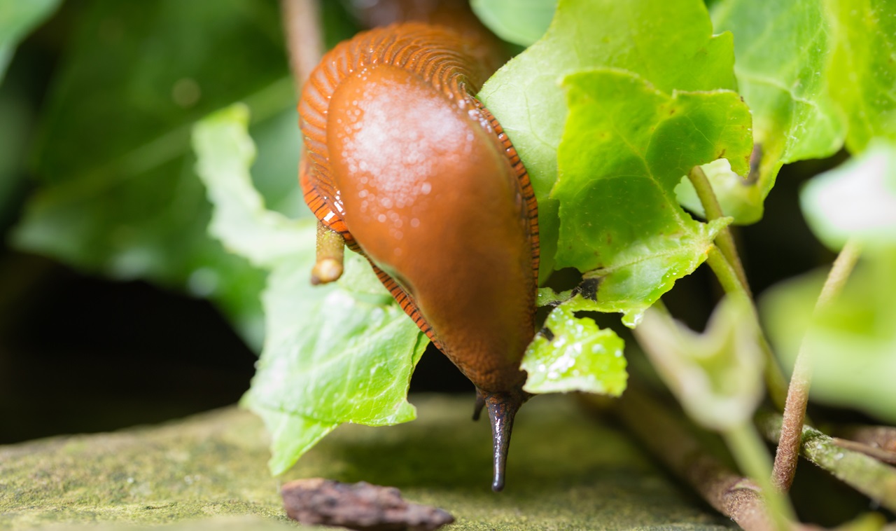 najlepsze naturalne sposoby na ślimaki w ogrodzie
