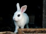 Ciekawostki o królikach, których mogłeś nie znać