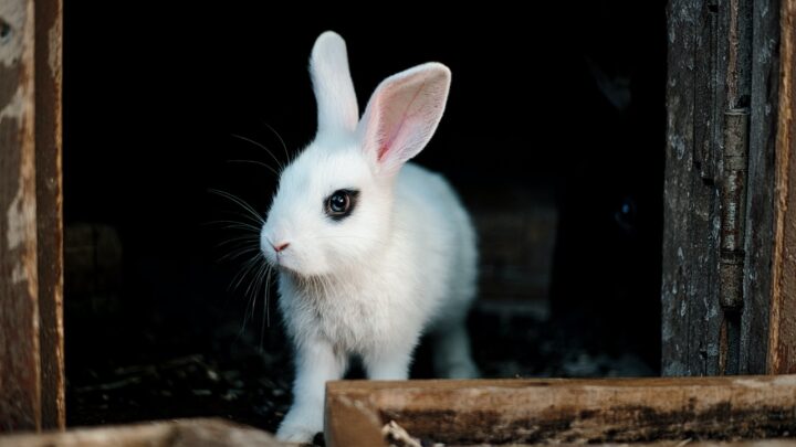Ciekawostki o królikach, których mogłeś nie znać
