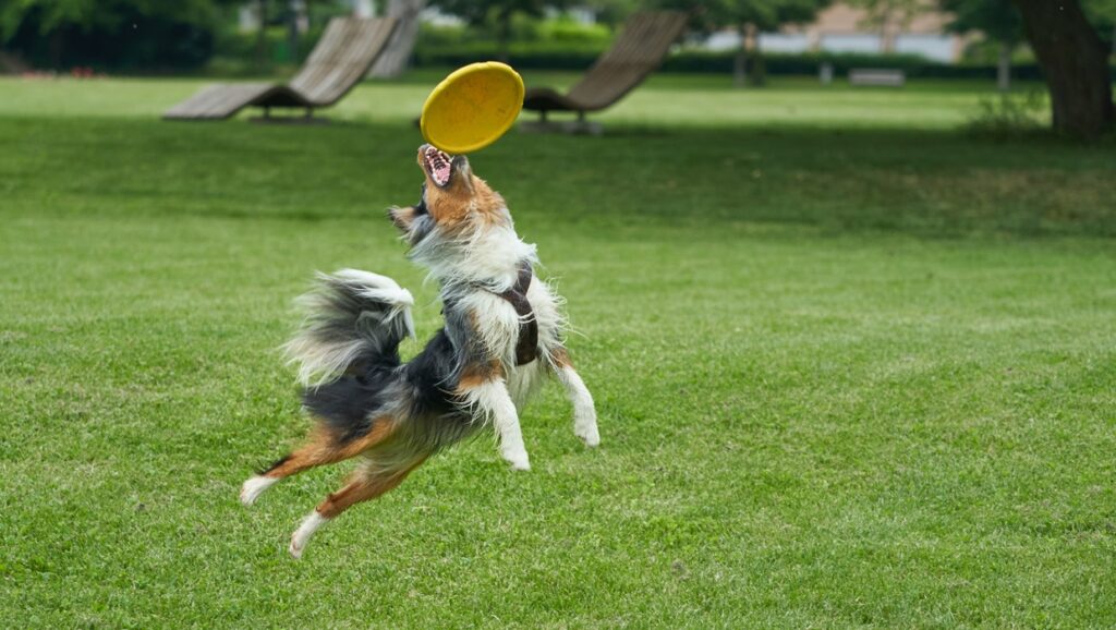 dysplazja stawów u psa