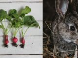 Czy królik może jeść rzodkiewkę i jej liście?