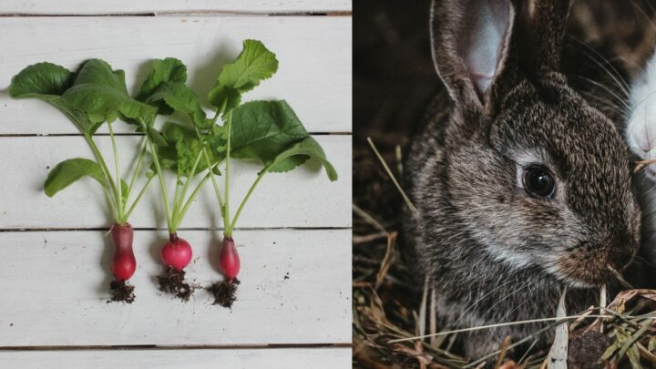 Czy królik może jeść rzodkiewkę i jej liście?