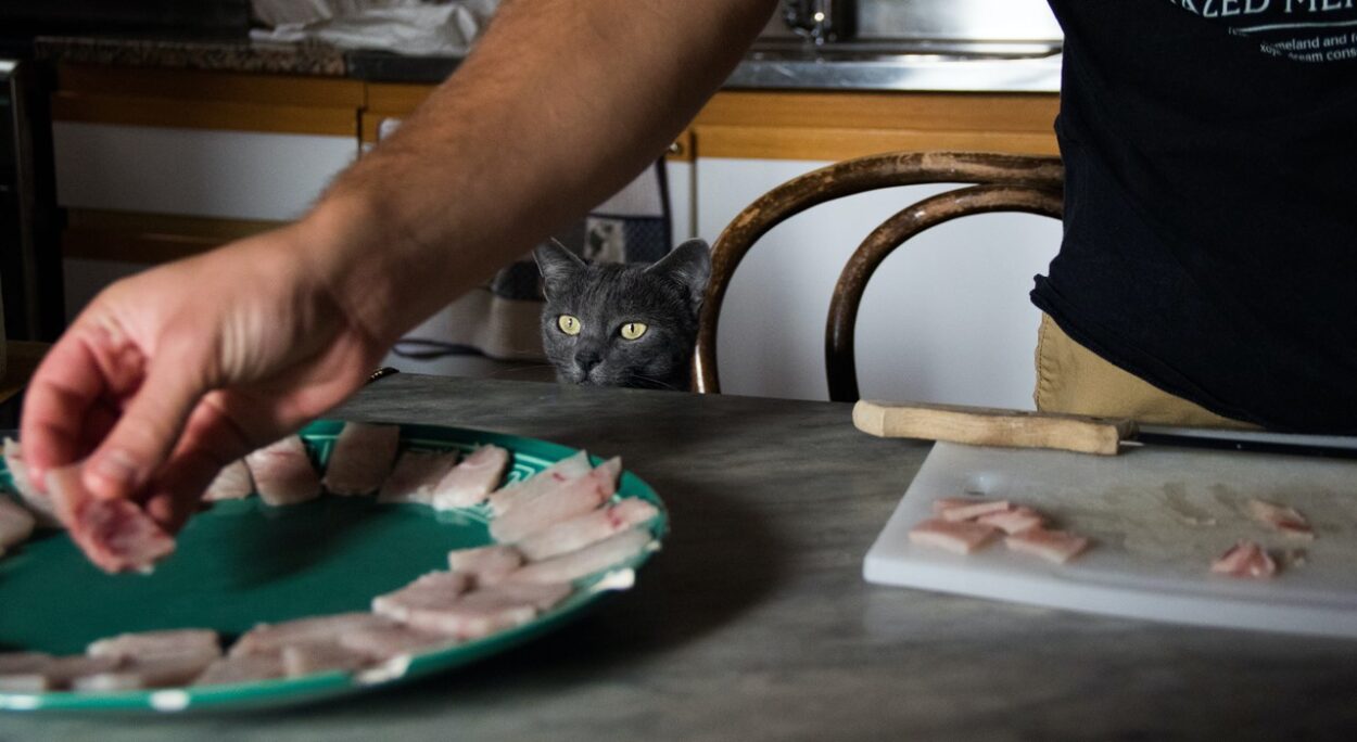 czy kot może zjeść karpia