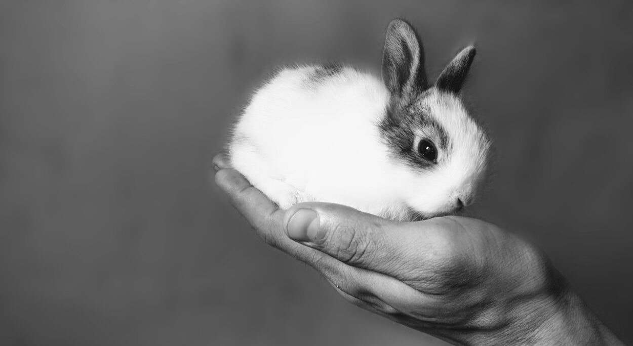 od czego może umrzeć królik