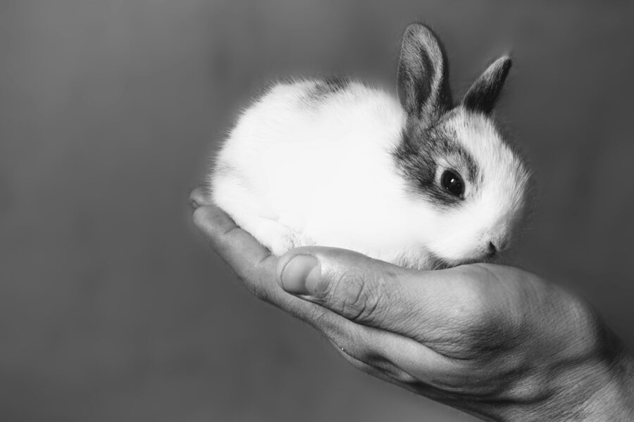 od czego może umrzeć królik