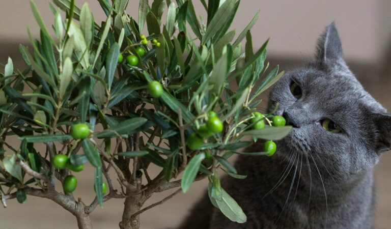 czy koty mogą jeść oliwki