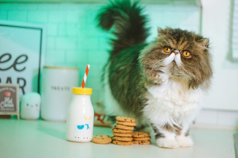 czy koty mogą pić mleko