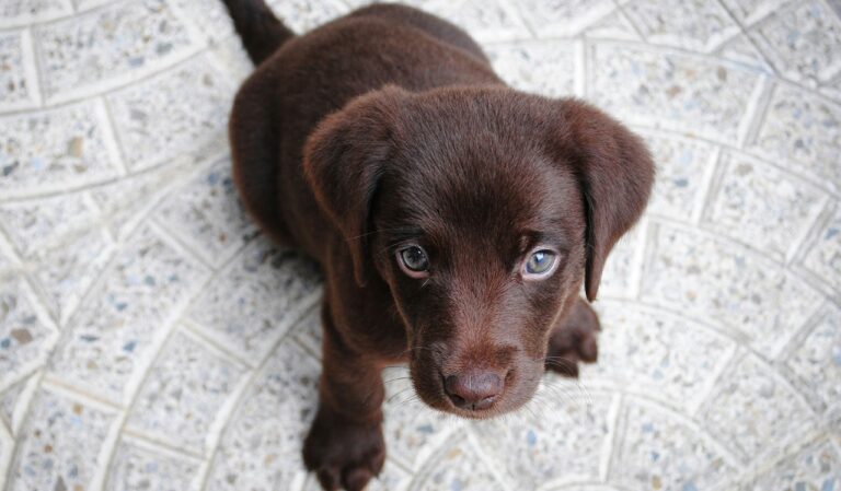 dlaczego szczeniak piszczy