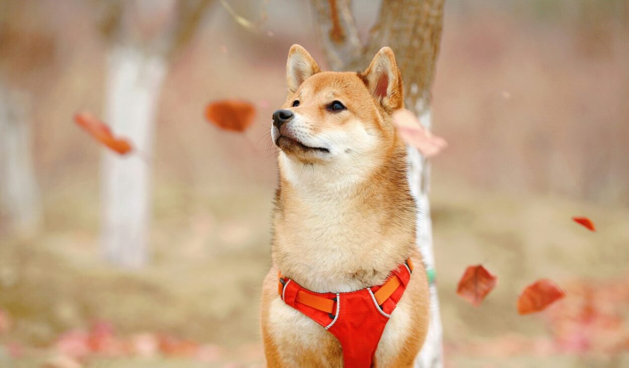 Shiba inu - opis rasy, charakter