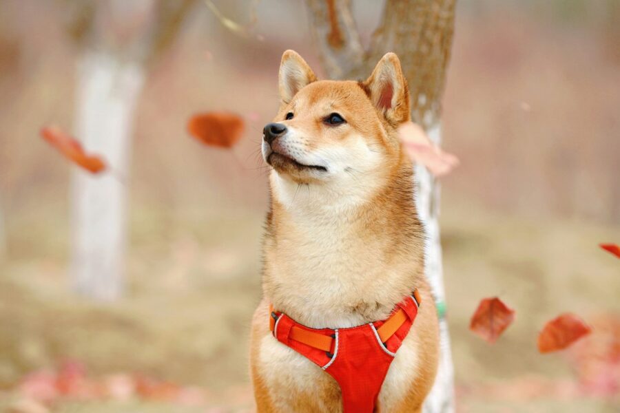 Shiba inu - opis rasy, charakter