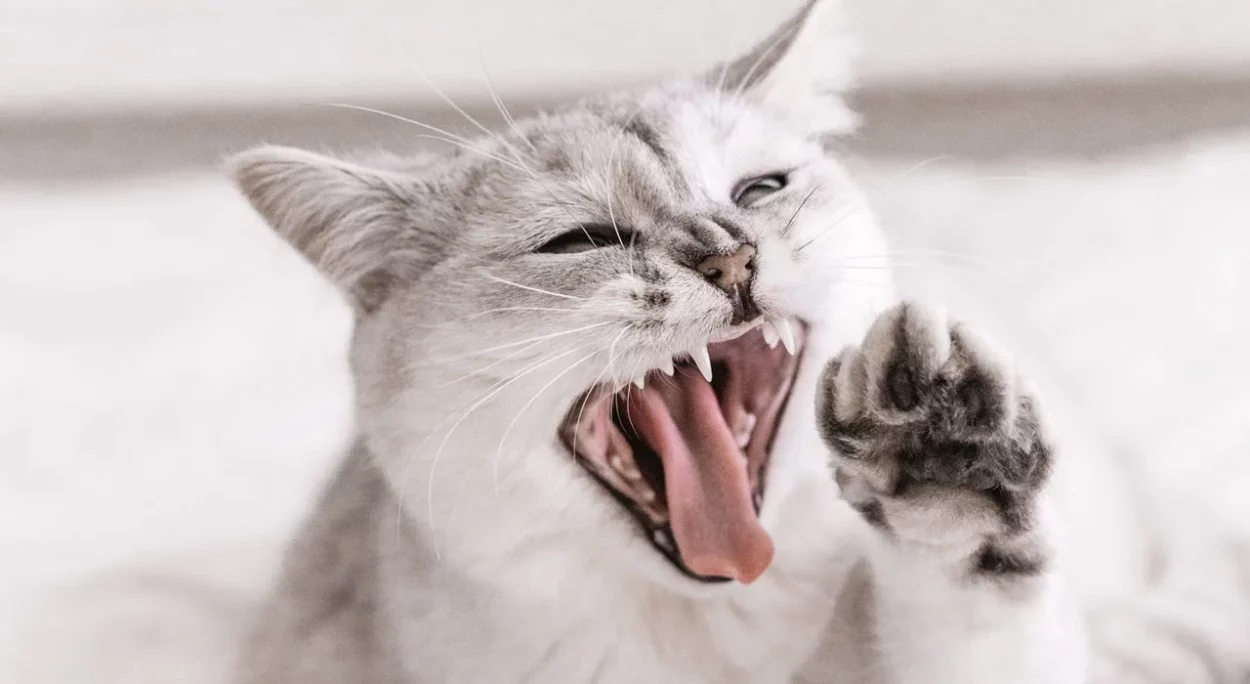 dlaczego kotu śmierdzi z pyska