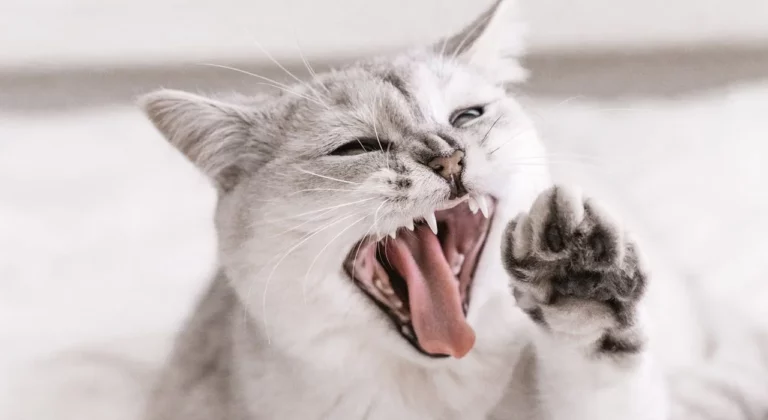 dlaczego kotu śmierdzi z pyska