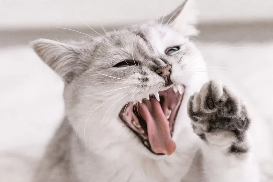 dlaczego kotu śmierdzi z pyska