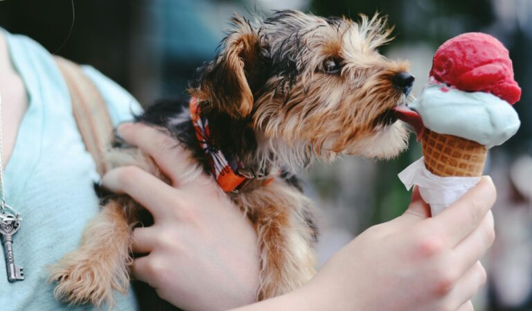 czy psy mogą jeść lody