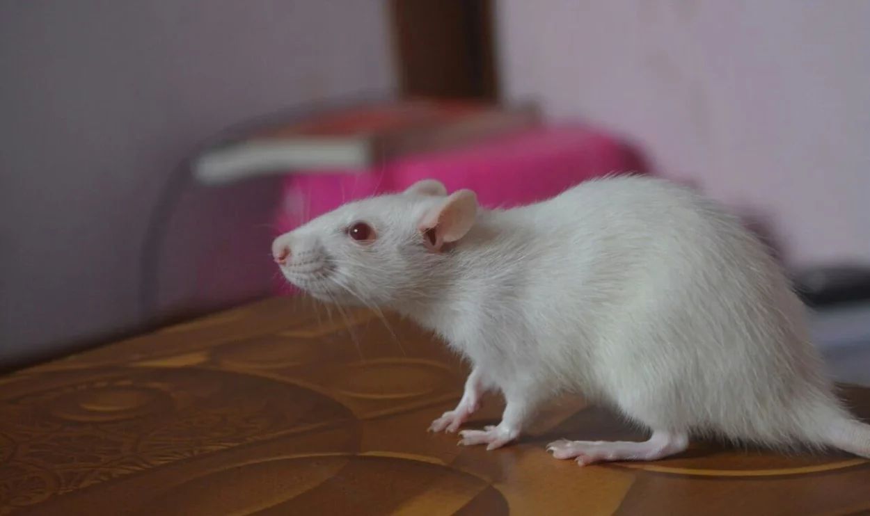 jak długo żyją szczury