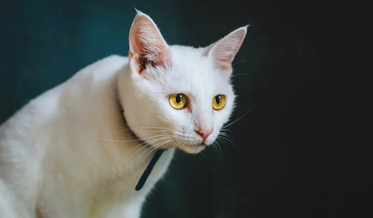 10 ciekawostek o białych kotach