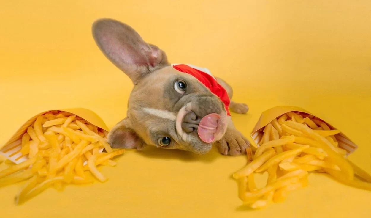 czego nie powinien jeść pies