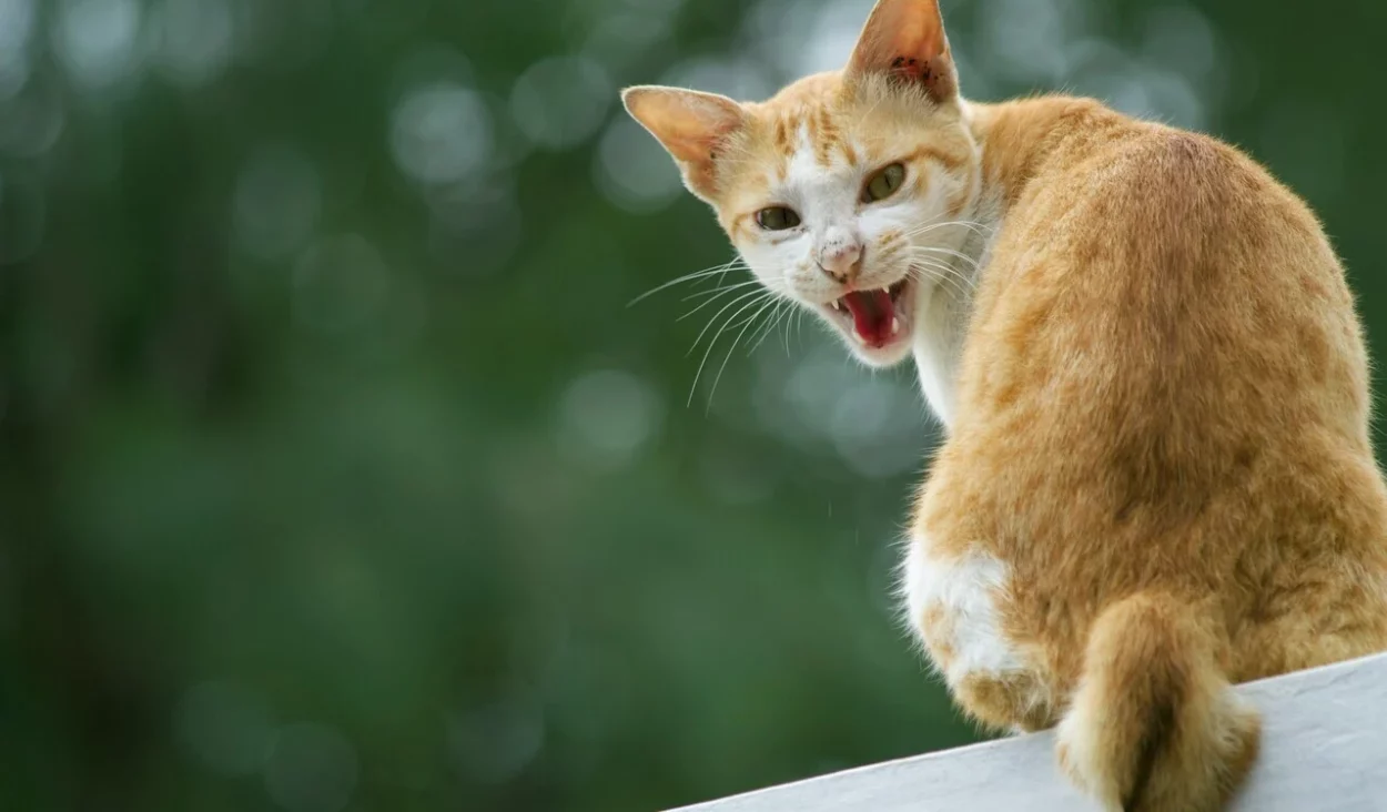 dlaczego koty syczą