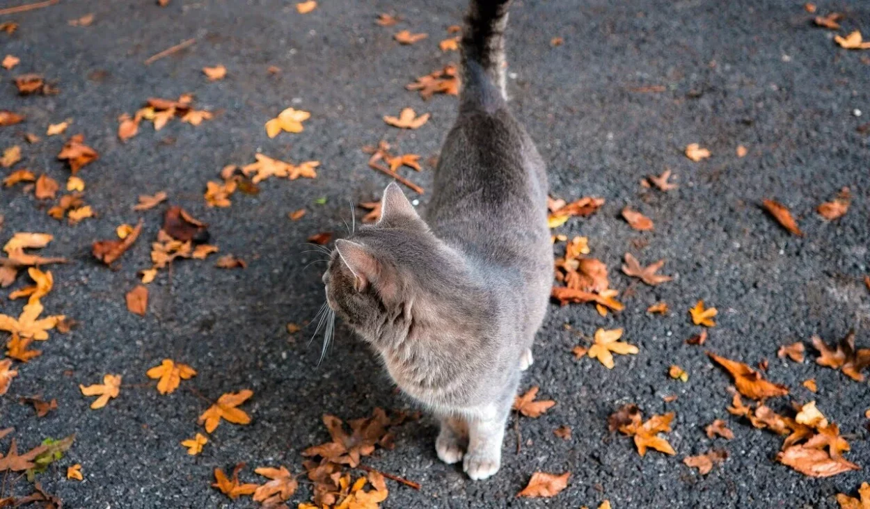 jesienne zagrożenia czyhające na kota