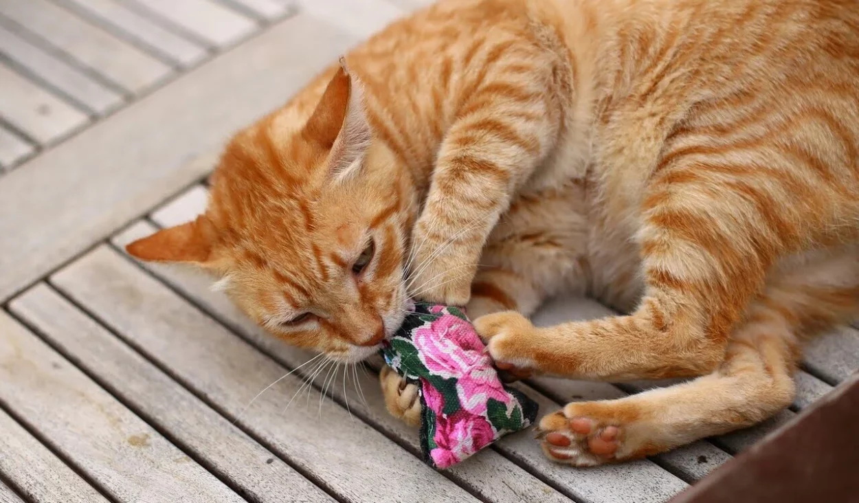 kot i zabawka z kocimkiętką