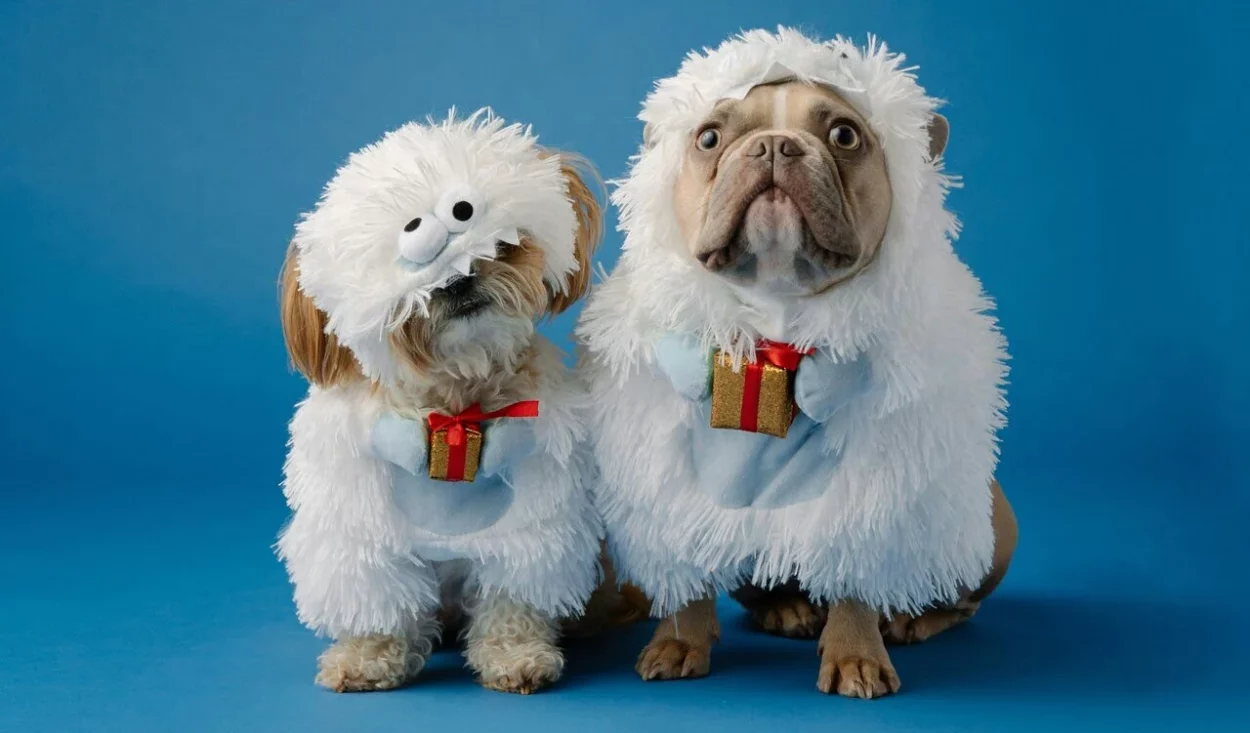 prezenty na Mikołajki dla psa