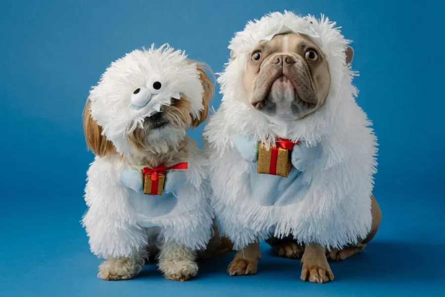 prezenty na Mikołajki dla psa