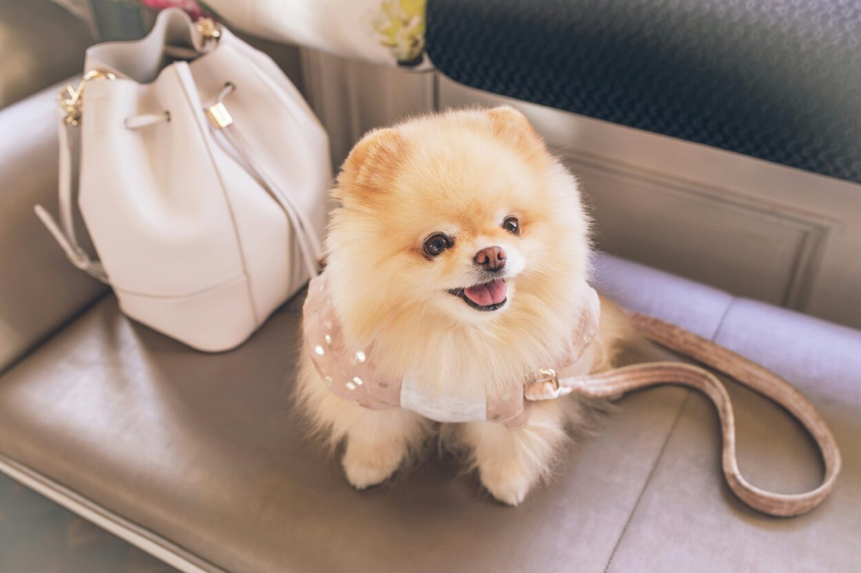 rasa psa pomeranian