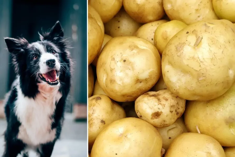 czy pies może jeść ziemianki