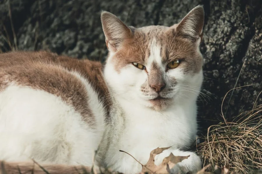 jak rozpoznać ile kot ma lat