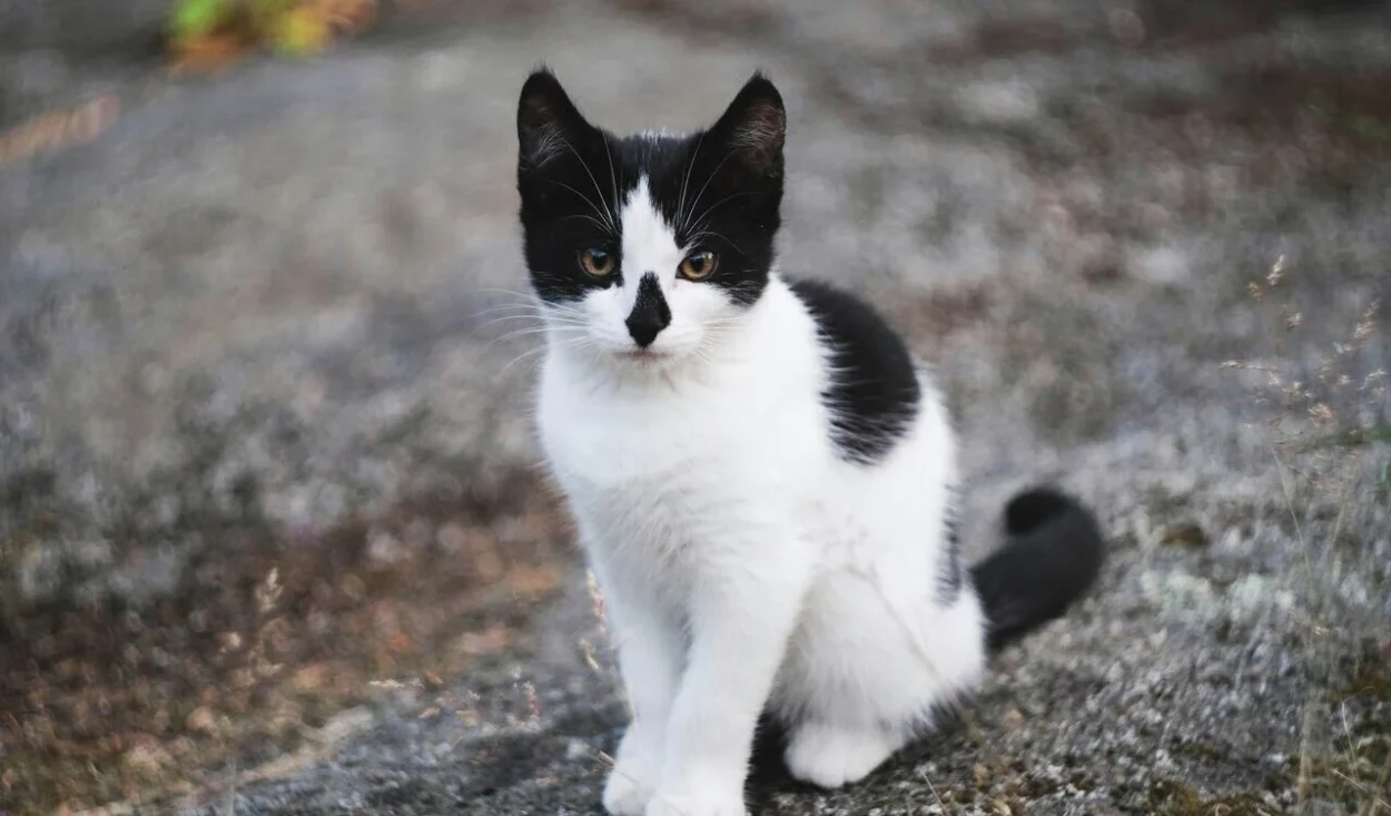 japońskie imię dla kota