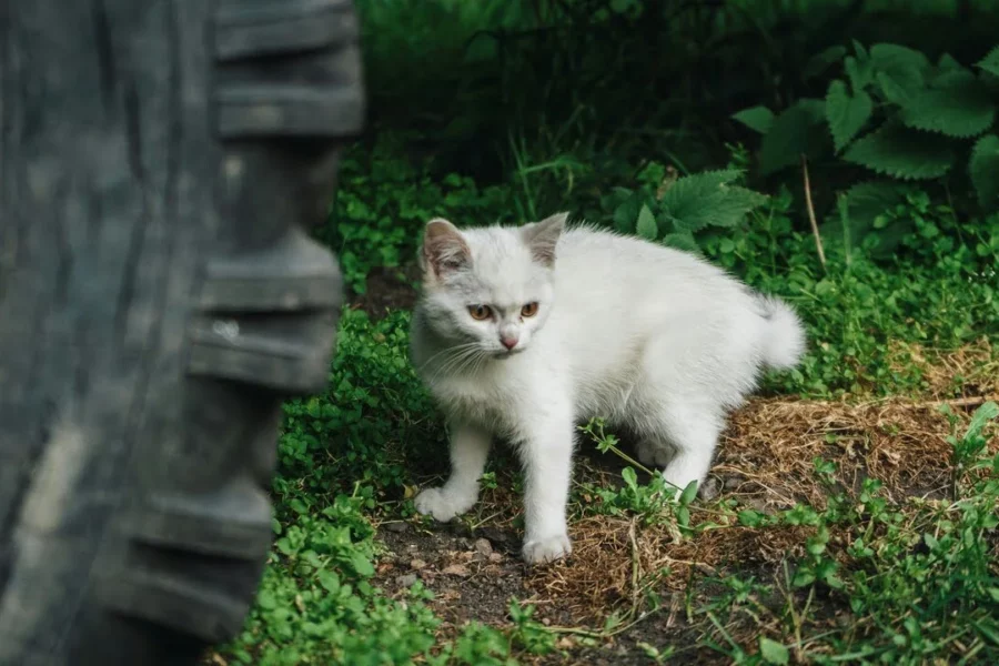 koty o nietypowym umaszczeniu